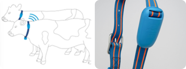 aficollar